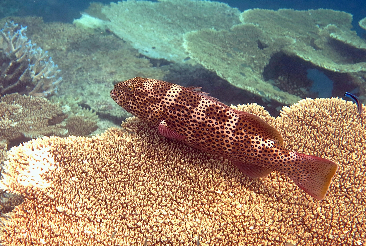 Velidhu - 2013_03_08 - IMG_0156rf_Merou Loche saumonee - Plectropomus leopardus_House reef_pmt.jpg